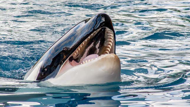 Image for article titled Orcas Explain Why They Are Attacking Boats