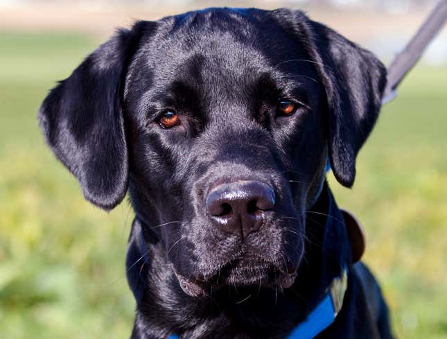 Image for article titled Dog That Only Barks At Black People Named New RNC Chair