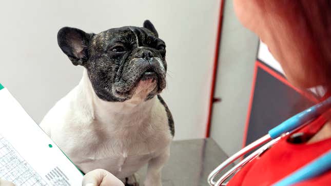 Image for article titled Vet Has Bad News For French Bulldog Hoping To Have Natural Birth