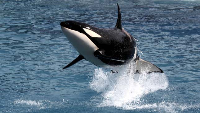 Image for article titled Orcas Explain Why They Are Attacking Boats