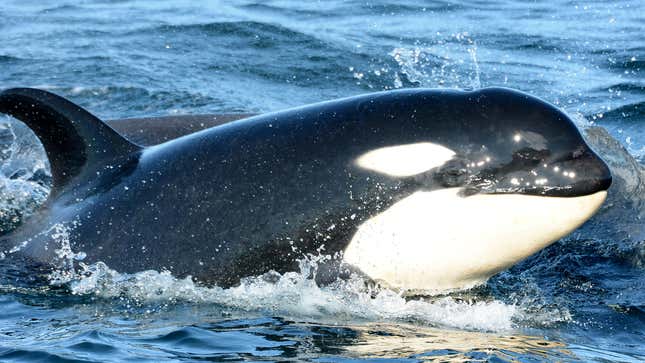 Image for article titled Orcas Explain Why They Are Attacking Boats