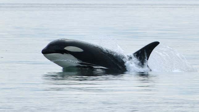 Image for article titled Orcas Explain Why They Are Attacking Boats