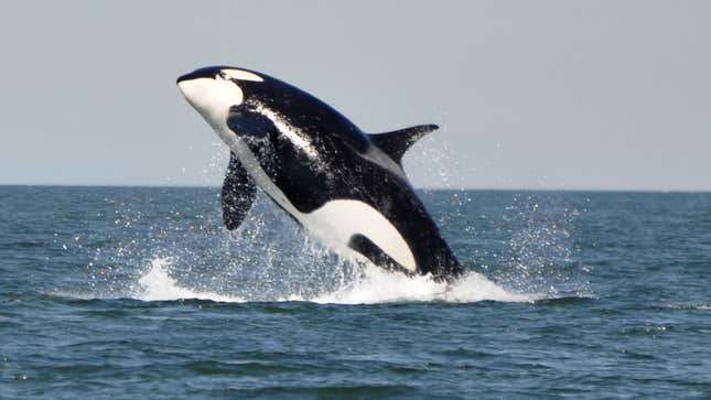 Image for article titled Orcas Explain Why They Are Attacking Boats