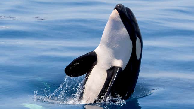 Image for article titled Orcas Explain Why They Are Attacking Boats