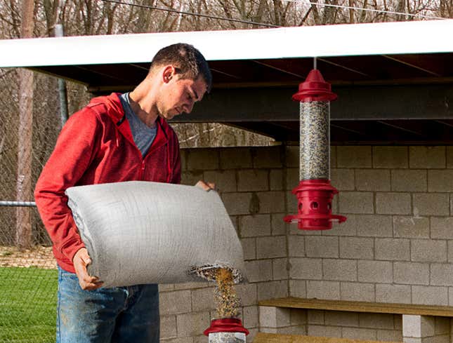 Image for article titled Baseball Coach Pours Sack Of Sunflower Seeds Into Dugout Tube Feeder