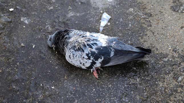 Image for article titled Dead Pigeon At Bus Stop Moved A Little Overnight