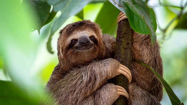 Image for article titled Sloth Thinking Of Maybe Hanging From Tree For Another 80 Hours