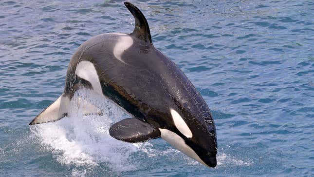 Image for article titled Orcas Explain Why They Are Attacking Boats