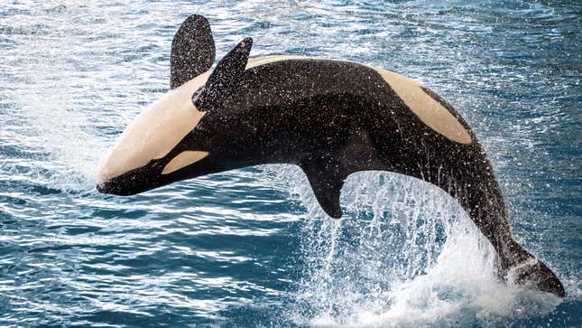 Image for article titled Orcas Explain Why They Are Attacking Boats