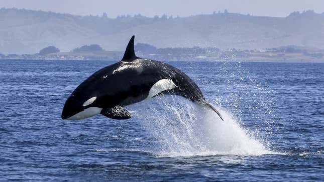 Image for article titled Orcas Explain Why They Are Attacking Boats