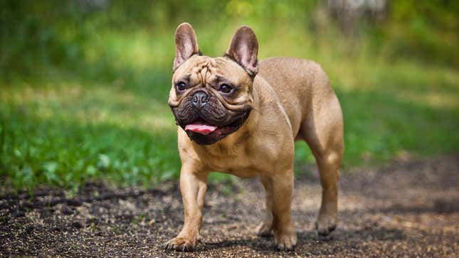 Image for article titled More States Expanding Hunting Season To Combat Rising French Bulldog Population