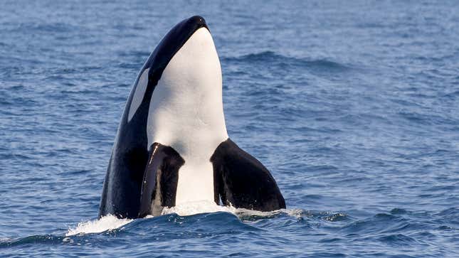 Image for article titled Orcas Explain Why They Are Attacking Boats