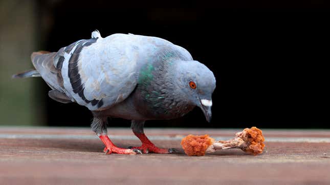 Image for article titled Pigeon Delighting In Eating Chicken Wing Like Sophisticated German Cannibal