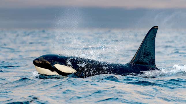 Image for article titled Orcas Explain Why They Are Attacking Boats