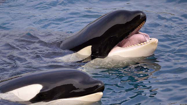 Image for article titled Orcas Explain Why They Are Attacking Boats