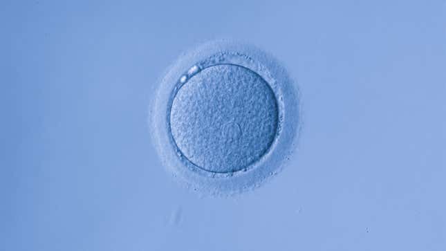 Image for article titled Quiz: How Much Do You Know About IVF?